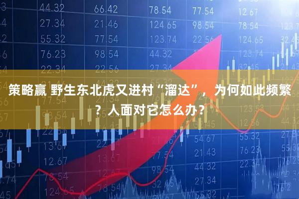 策略赢 野生东北虎又进村“溜达”，为何如此频繁？人面对它怎么办？