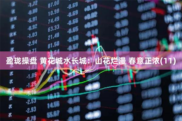 盈珑操盘 黄花城水长城：山花烂漫 春意正浓(11)